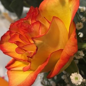 Meet your Posher, Winnie